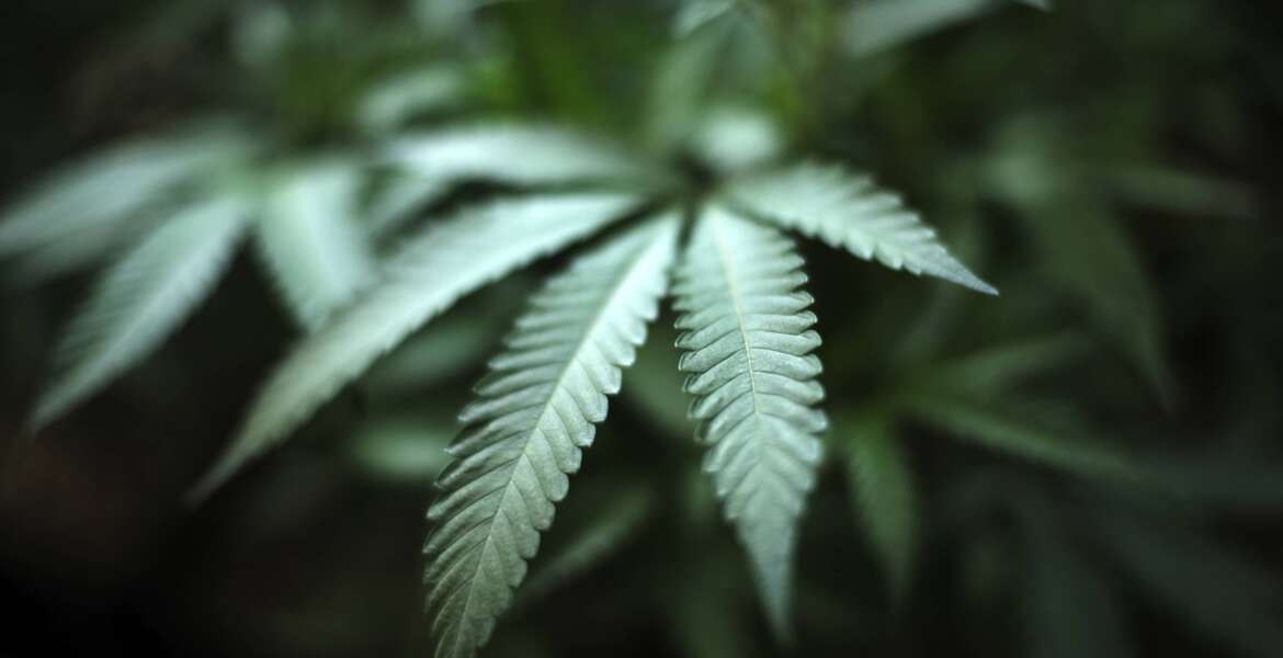security clearance, federal jobs,Reclassifying Marijuana DEA